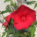 vogliocambiaretutto avatar