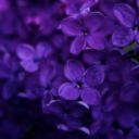 voluptuous-muse-xxx avatar