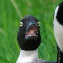 vonalkazottfejulapiposzata avatar