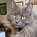 vulcanofmirkwood1701 avatar