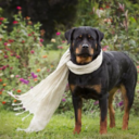 vulgarsociopath avatar