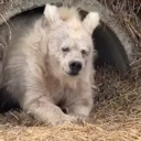 vulpeculavolans avatar