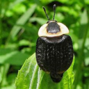 vulturebeetle avatar