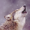 vvolf-of-the-coasts avatar