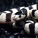 waitingunderthefloorboards avatar