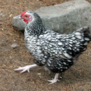 walkinchicken avatar