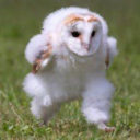 walking-gogurt avatar