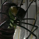 wally-the-wirrn avatar