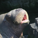 walrusberries avatar