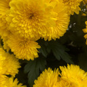 wandererofthewood avatar