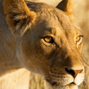 warlioness avatar