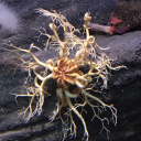 warren-is-dead avatar