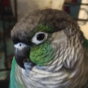 watercolorowl avatar