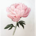 watercolourpeony avatar