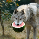 watermelonwolf avatar