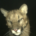 watermercuries avatar