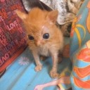 watersskiesfruits avatar