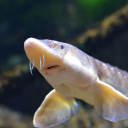 waxunderwings avatar