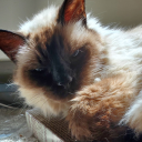 wayardwanderingwizard avatar