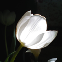 wayoffallenpetals avatar