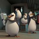 we-cant-all-be-penguins avatar