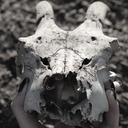 weathered-bones avatar