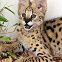 webserval avatar