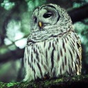 webz-observation-blog avatar