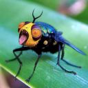 weebian-brain avatar