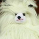 weirdlookingdog avatar