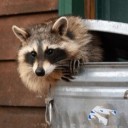 wele-fy-sbwriel avatar