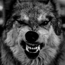 werewolfinside avatar