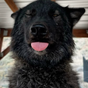 werewolfrabies avatar