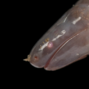 werewyrmcaecilian avatar