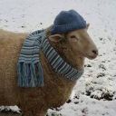 western-starlight avatar