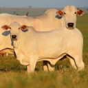 westernlimits avatar