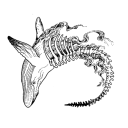 whalesarenotreal avatar