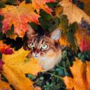 whatawonderfultimeofyear avatar