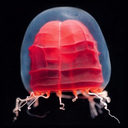 whatisitaboutpleasure avatar