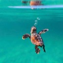 when-in-doubt-eat-pizza avatar