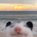 whenifeellikeitpossums avatar