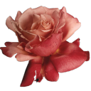 whenlovetriestoleave avatar