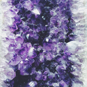 where-the-wild-flowers-go avatar