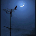 wheresmyfoodat avatar