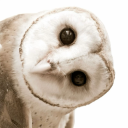 wherethemothsgrow avatar