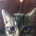 whimpity-whumpity avatar