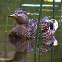 whimsical-catacombs avatar