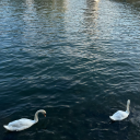 whimsical-stardust avatar