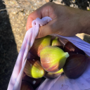 whimsical-wilderness avatar