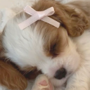 whine4itpuppy avatar